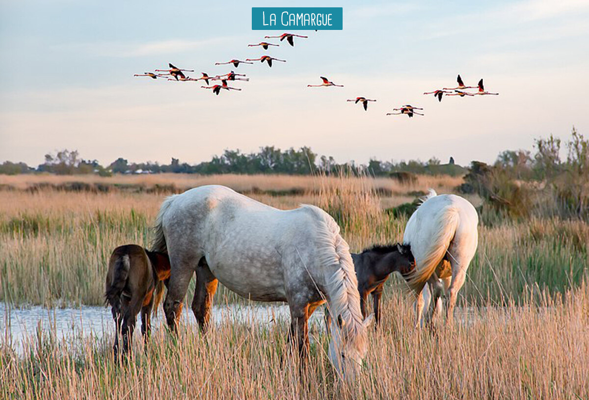 la_camargue_elysee-41885191.jpg