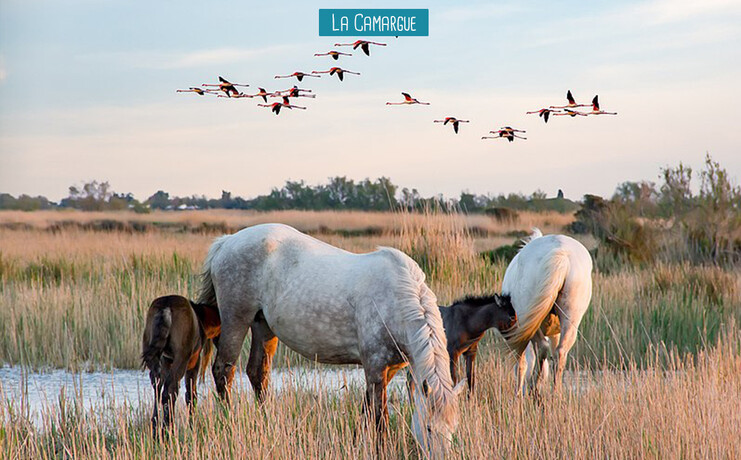 la_camargue_elysee-41885191.jpg